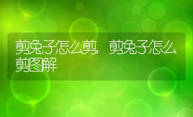 剪兔子怎么剪,剪兔子怎么剪图解 | 宠物百科知识