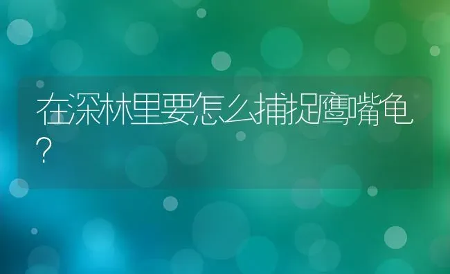 在深林里要怎么捕捉鹰嘴龟？ | 动物养殖问答