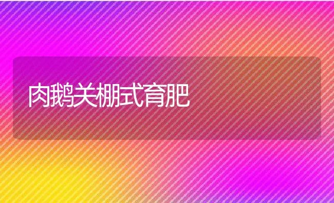 肉鹅关棚式育肥 | 动物养殖饲料