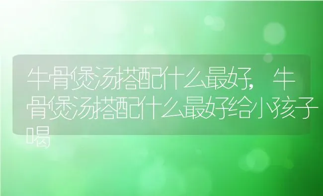 牛骨煲汤搭配什么最好,牛骨煲汤搭配什么最好给小孩子喝 | 宠物百科知识