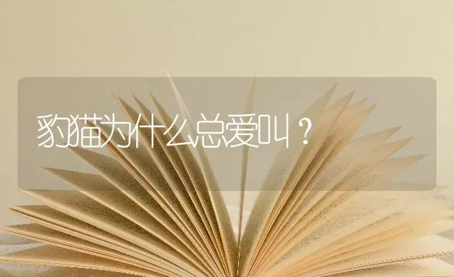 豹猫为什么总爱叫？ | 动物养殖问答