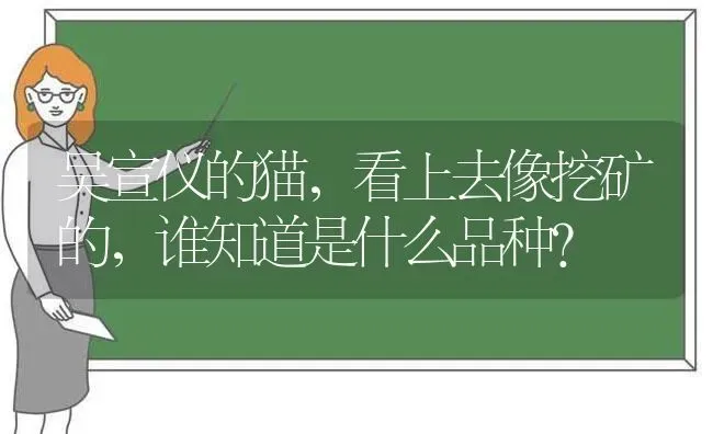 吴宣仪的猫，看上去像挖矿的，谁知道是什么品种？ | 动物养殖问答