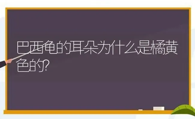 巴西龟的耳朵为什么是橘黄色的？ | 动物养殖问答