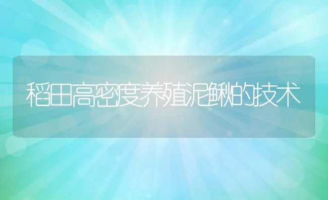 稻田高密度养殖泥鳅的技术 | 动物养殖学堂