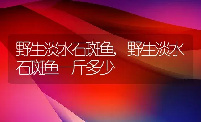 野生淡水石斑鱼,野生淡水石斑鱼一斤多少 | 宠物百科知识