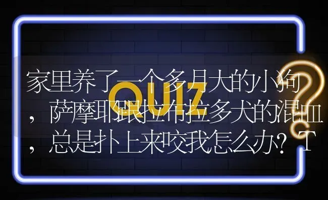 家里养了一个多月大的小狗，萨摩耶跟拉布拉多犬的混血，总是扑上来咬我怎么办?TAT？ | 动物养殖问答