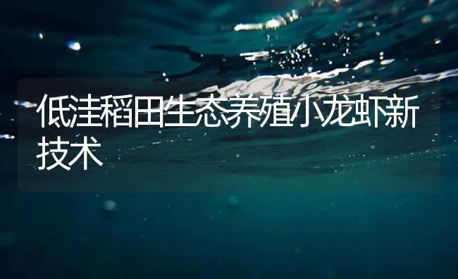 低洼稻田生态养殖小龙虾新技术 | 海水养殖技术