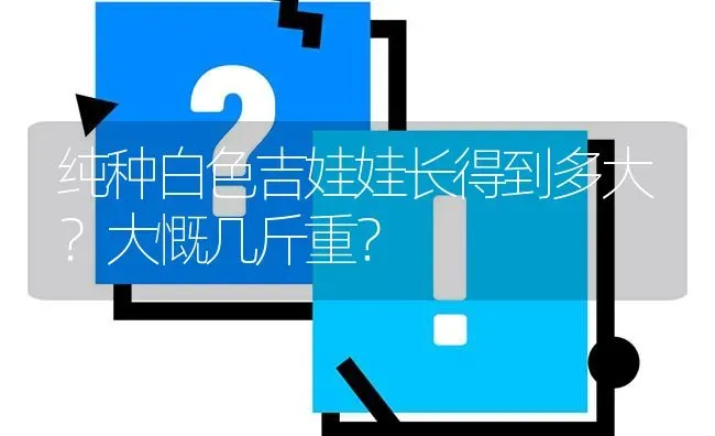 纯种白色吉娃娃长得到多大？大慨几斤重？ | 动物养殖问答