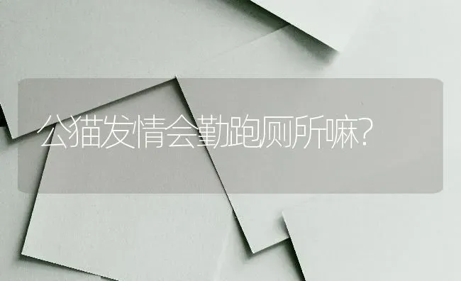 公猫发情会勤跑厕所嘛？ | 动物养殖问答