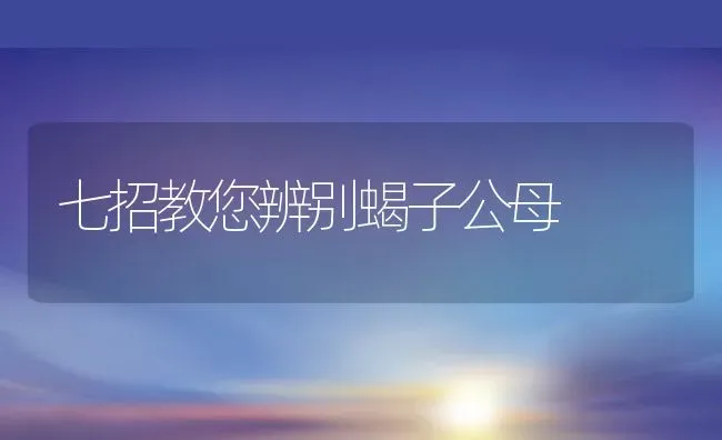 七招教您辨别蝎子公母 | 动物养殖百科