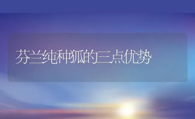 芬兰纯种狐的三点优势 | 动物养殖百科