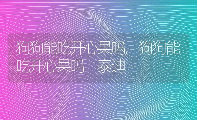 狗狗能吃开心果吗,狗狗能吃开心果吗 泰迪 | 宠物百科知识