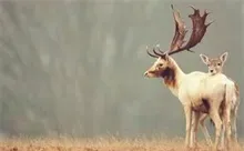 提高梅花鹿鹿茸产量