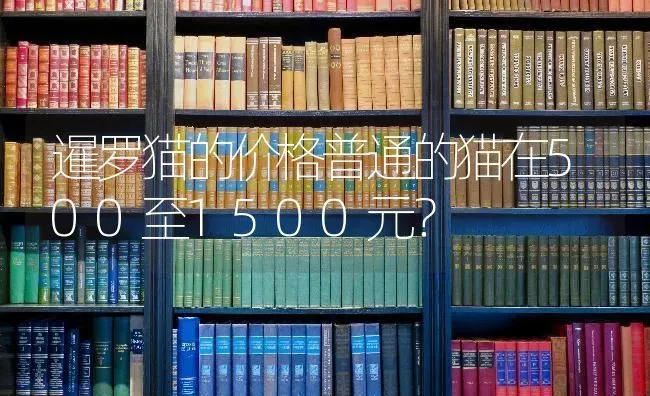 暹罗猫的价格普通的猫在500至1500元？ | 动物养殖问答