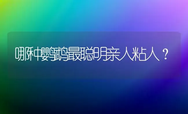 哪种鹦鹉最聪明亲人粘人？ | 动物养殖问答