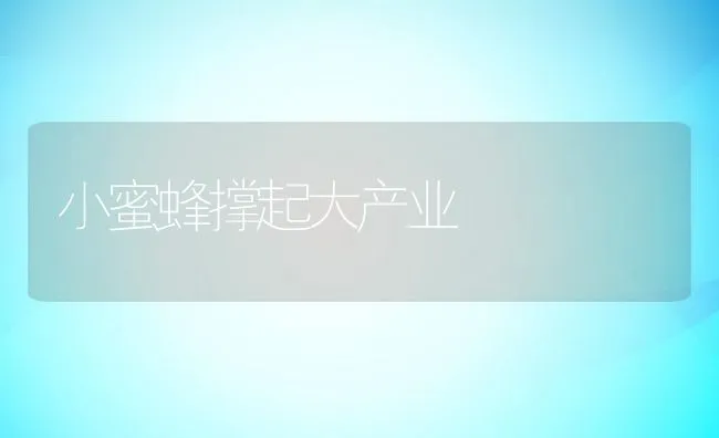 小蜜蜂撑起大产业 | 动物养殖学堂