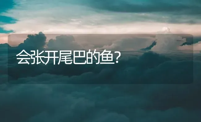 会张开尾巴的鱼？ | 鱼类宠物饲养