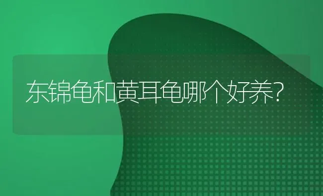 东锦龟和黄耳龟哪个好养？ | 动物养殖问答