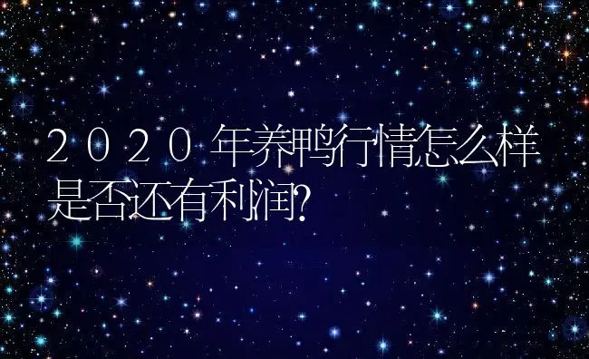 2020年养鸭行情怎么样是否还有利润？ | 动物养殖百科