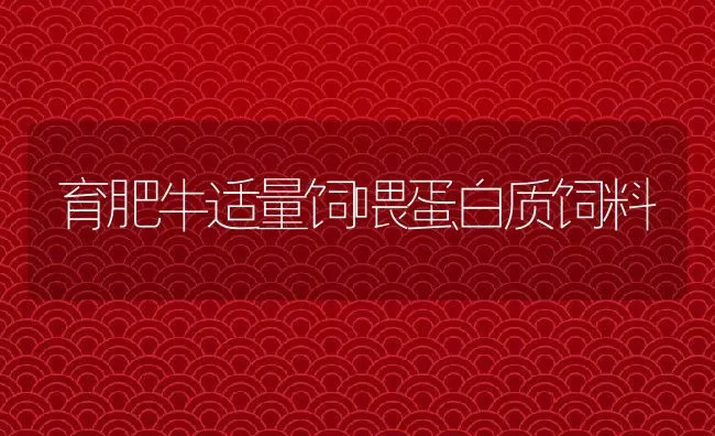 育肥牛适量饲喂蛋白质饲料 | 动物养殖饲料