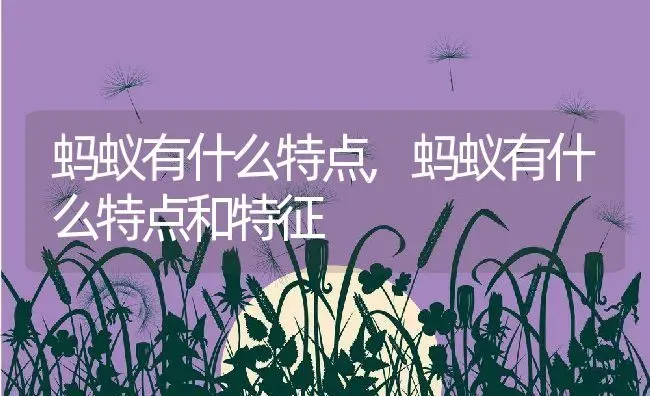 蚂蚁有什么特点,蚂蚁有什么特点和特征 | 宠物百科知识