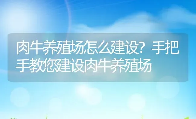 肉牛养殖场怎么建设？手把手教您建设肉牛养殖场 | 动物养殖百科