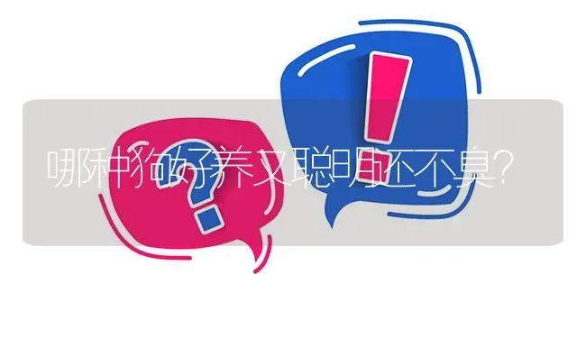 哪种狗好养又聪明还不臭？ | 动物养殖问答