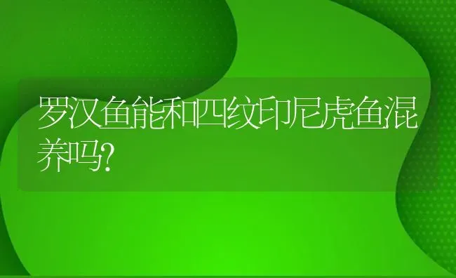 罗汉鱼能和四纹印尼虎鱼混养吗？ | 鱼类宠物饲养