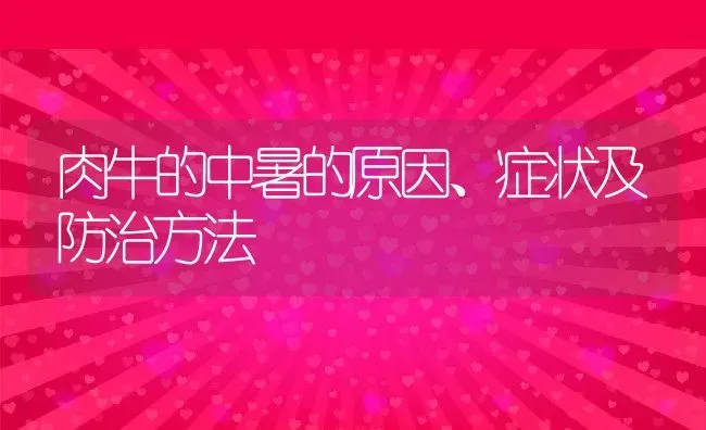 肉牛的中暑的原因、症状及防治方法 | 动物养殖百科