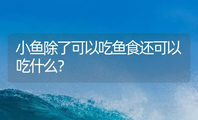 小鱼除了可以吃鱼食还可以吃什么？ | 鱼类宠物饲养