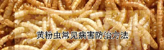 黄粉虫常见病害防治方法