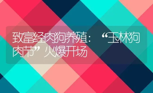 致富经肉狗养殖：“玉林狗肉节”火爆开场 | 动物养殖百科