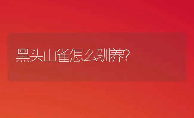 黑头山雀怎么驯养？ | 动物养殖问答