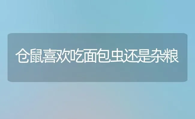 仓鼠喜欢吃面包虫还是杂粮 | 动物养殖问答