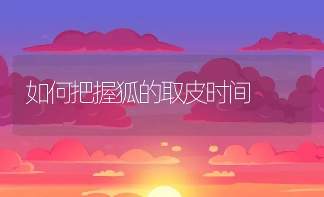 如何把握狐的取皮时间 | 动物养殖学堂