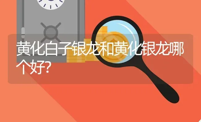 黄化白子银龙和黄化银龙哪个好？ | 鱼类宠物饲养