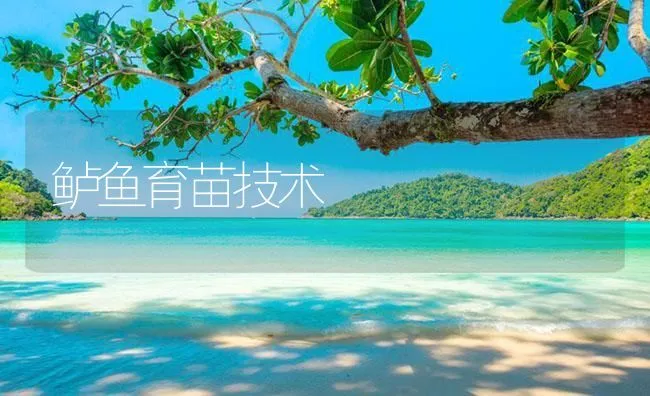 鲈鱼育苗技术 | 海水养殖技术