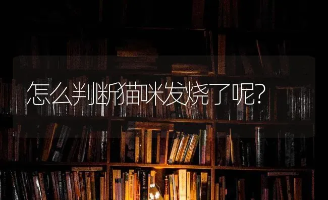 怎么判断猫咪发烧了呢？ | 动物养殖问答