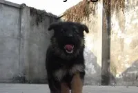 向你介绍肉狗养殖的常见误区