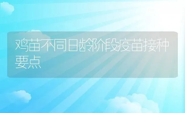 鸡苗不同日龄阶段疫苗接种要点 | 动物养殖教程