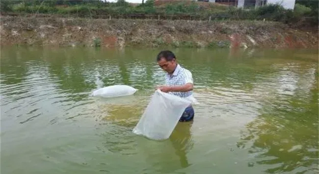 夏季高温季节泥鳅养殖管理要点