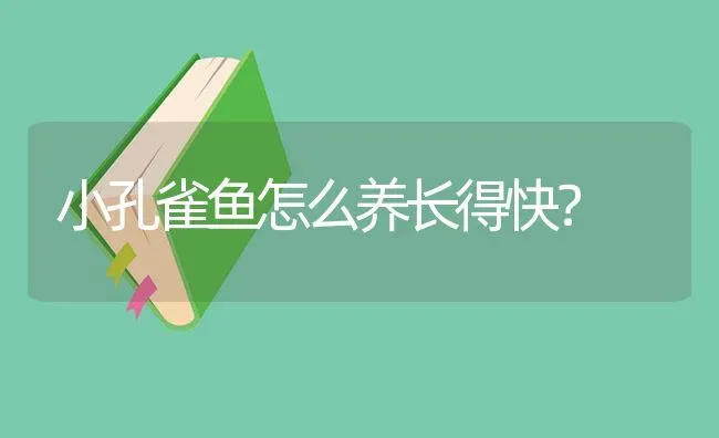 小孔雀鱼怎么养长得快？ | 鱼类宠物饲养