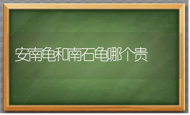 安南龟和南石龟哪个贵 | 动物养殖问答