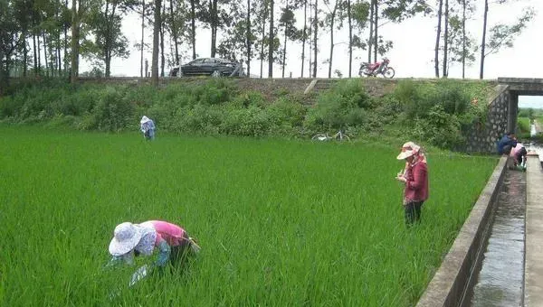 福寿螺能喂青鱼吗