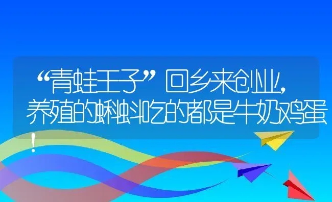 “青蛙王子”回乡来创业，养殖的蝌蚪吃的都是牛奶鸡蛋！ | 动物养殖教程