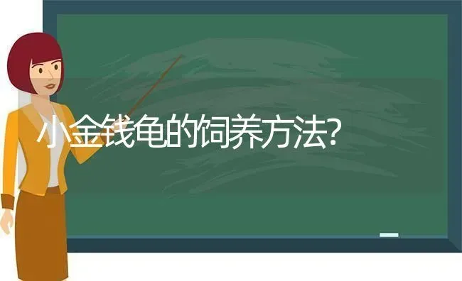 小金钱龟的饲养方法？ | 动物养殖问答