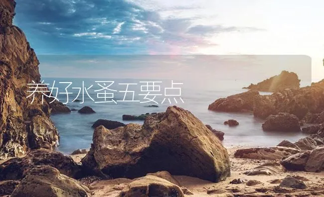 养好水蚤五要点 | 海水养殖技术