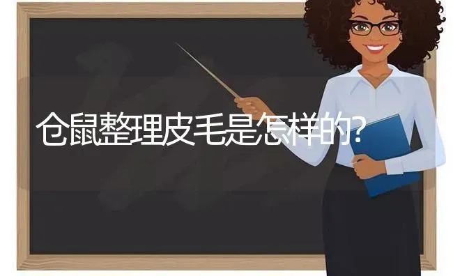 仓鼠整理皮毛是怎样的？ | 动物养殖问答