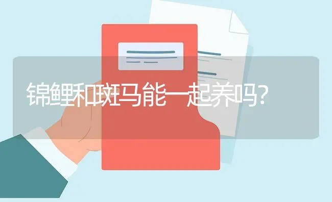 锦鲤和斑马能一起养吗？ | 鱼类宠物饲养