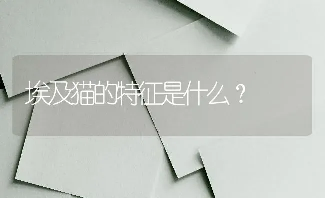 埃及猫的特征是什么？ | 动物养殖问答